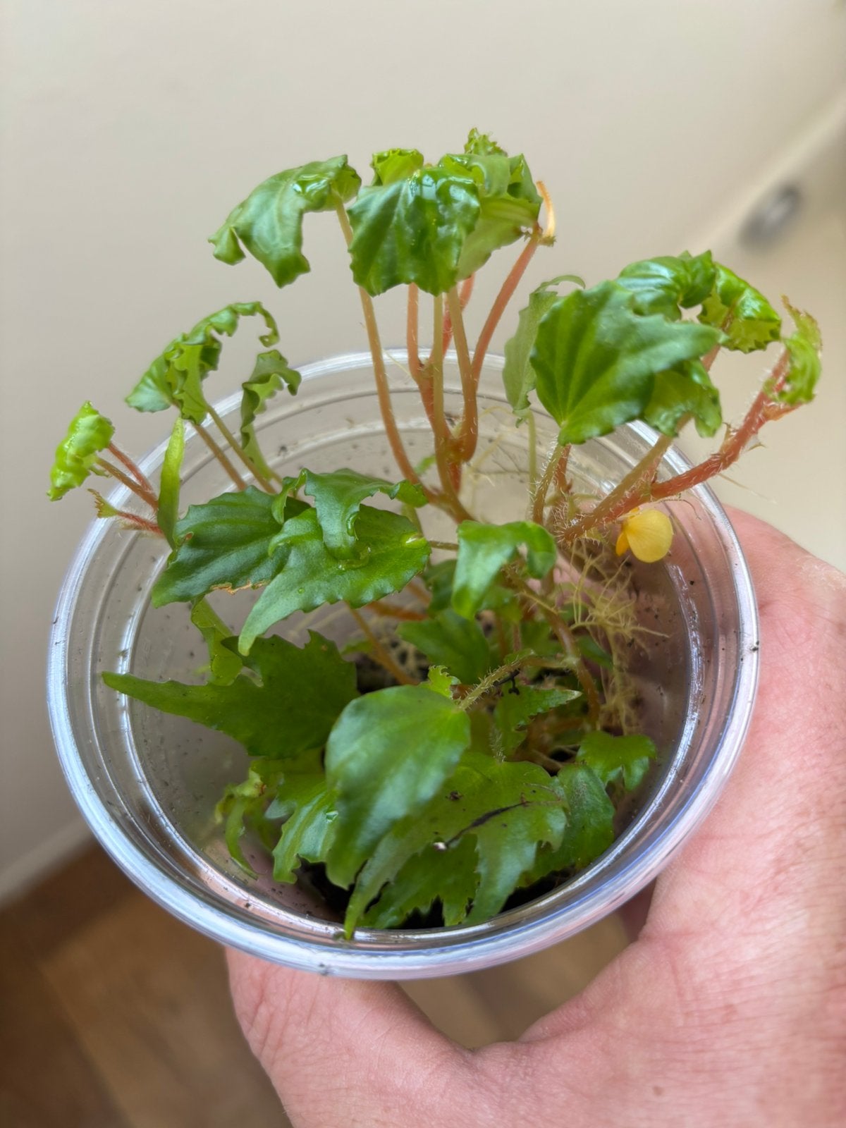 Terrariumplant Begonia prismatocarpa, Ophalen of Verzenden, Halfschaduw, Minder dan 100 cm