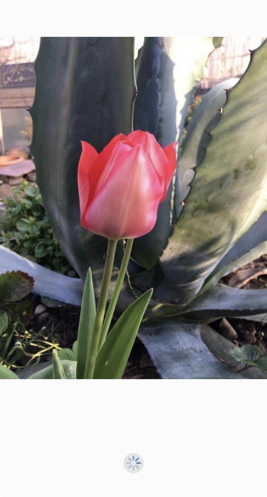 Grote Bio Nederlandse blauw Agave zonplanten winterhard, Volle zon, Vaste plant, Zomer, Ophalen