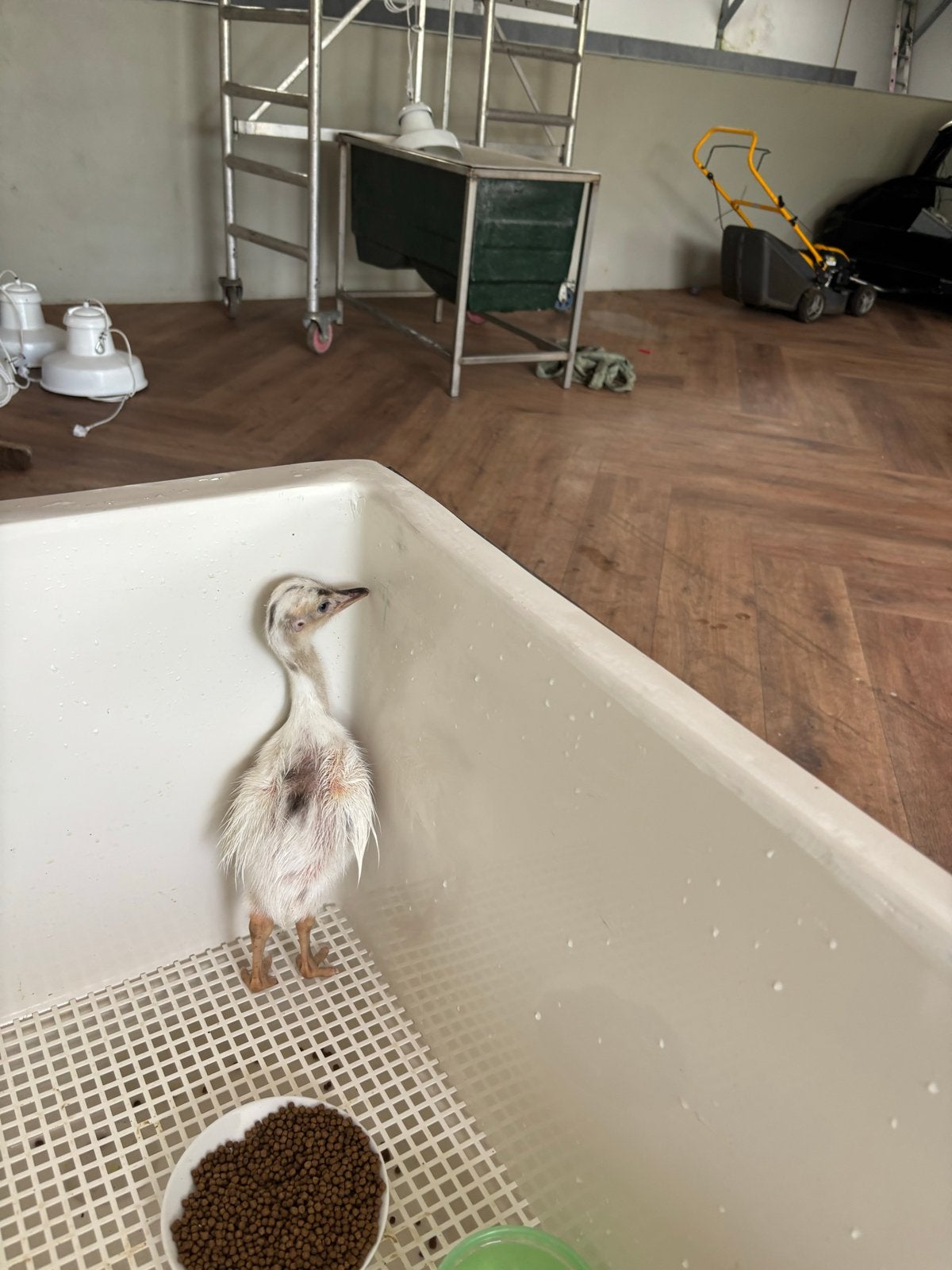 Nandoe 2 weken oud gratis, Juni, Geslacht onbekend