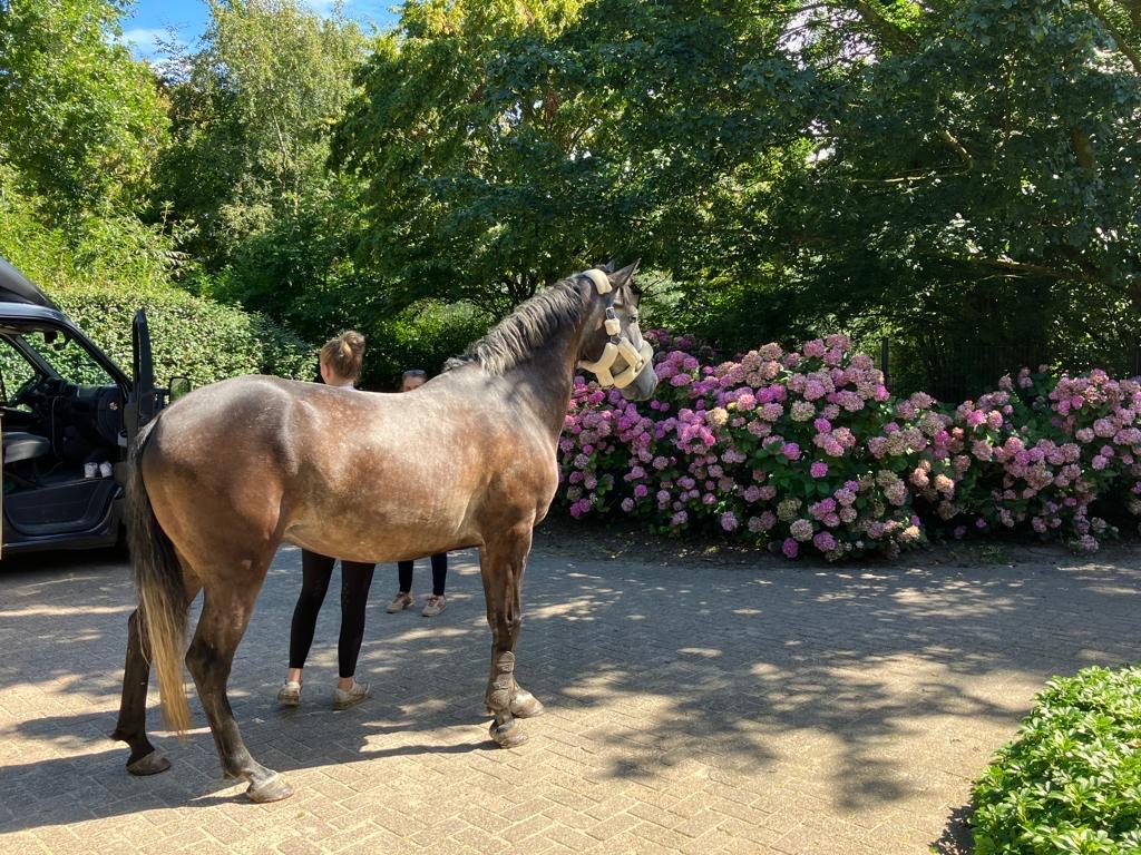 Heel lief en werkwillig paard!, Dieren en Toebehoren, Paarden, Gechipt, Ruin, 170 tot 175 cm, L