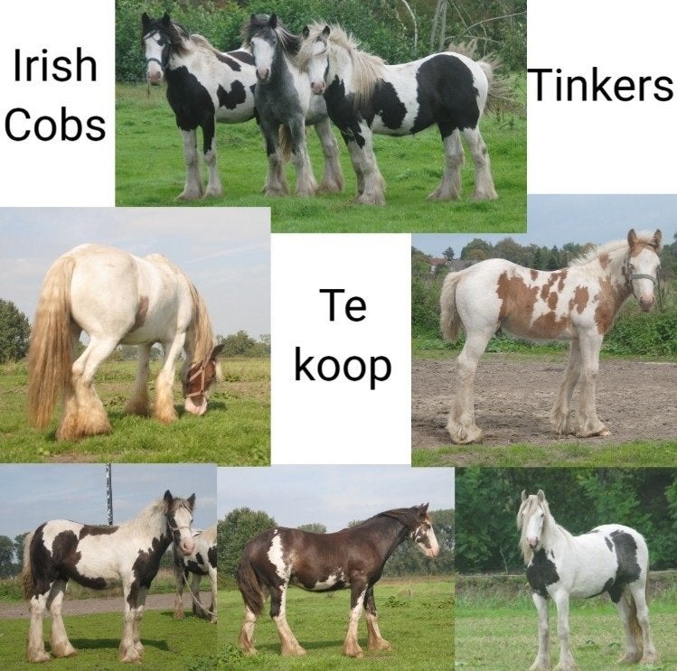 Irish Cob / tinker ruinen en merries, Meerdere dieren