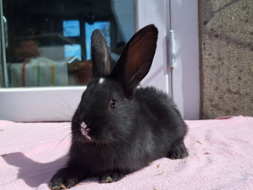Unieke kleurtjes duitse reus, Meerdere dieren, Groot