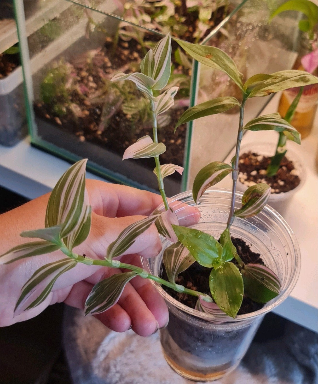 Prachtige Tradescantia Nanouk –Volle potjes, Ophalen of Verzenden, Halfschaduw, Minder dan 100 cm