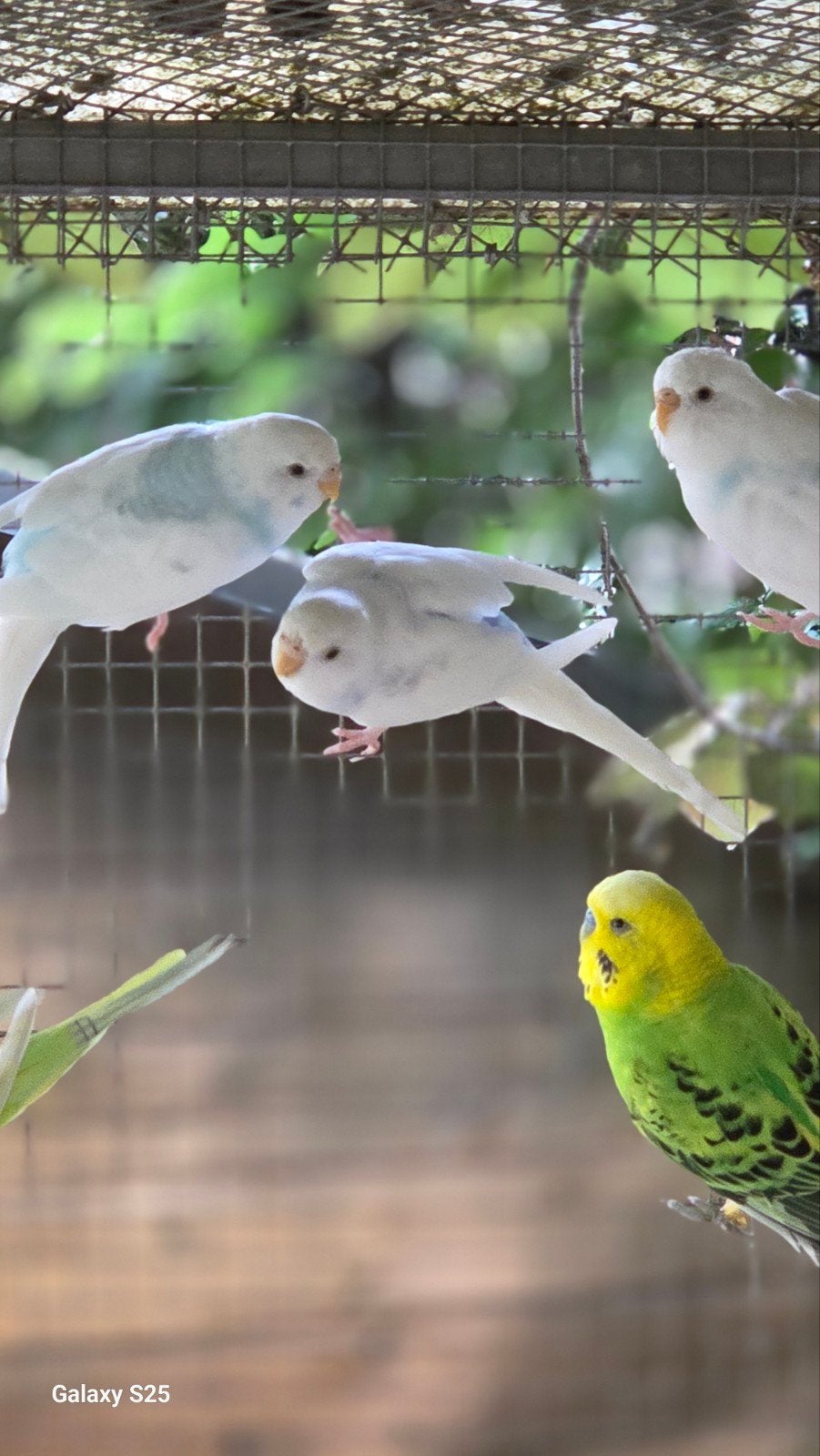 Grasparkieten te koop, Dieren en Toebehoren, Meerdere dieren, Parkiet, Tam