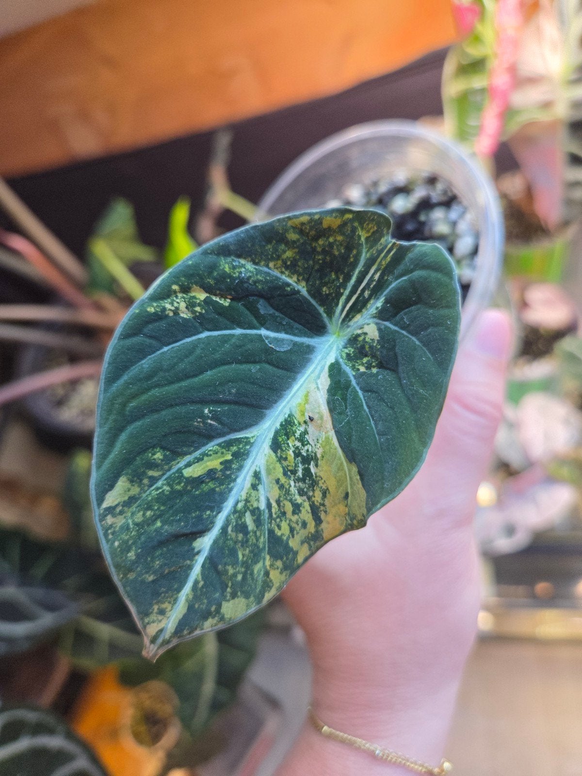 Alocasia black velvet gold, Ophalen of Verzenden, Halfschaduw, Minder dan 100 cm