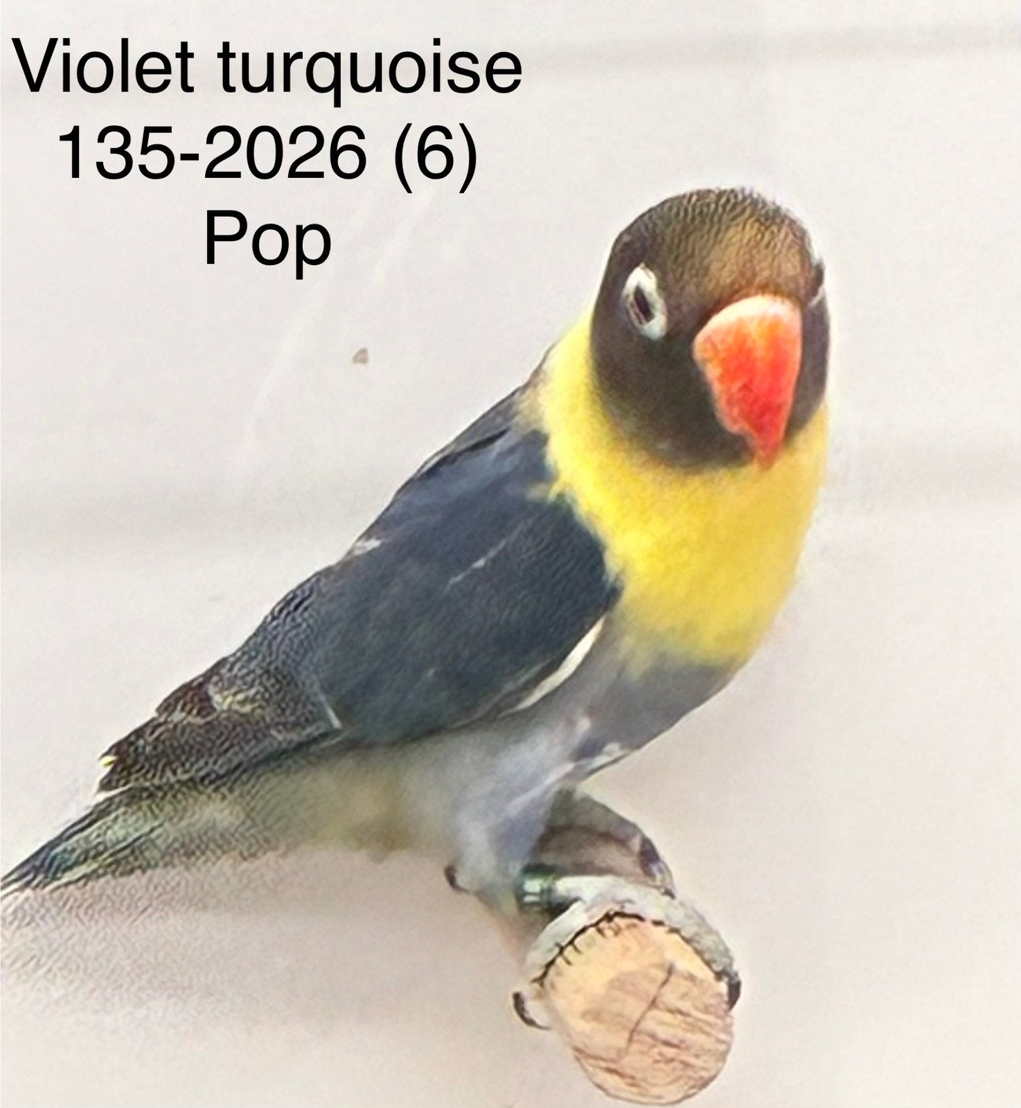 Agapornis personata turquoise mutaties, Dieren en Toebehoren, Vogels | Parkieten en Papegaaien, Meerdere dieren, Dwergpapegaai of Agapornis
