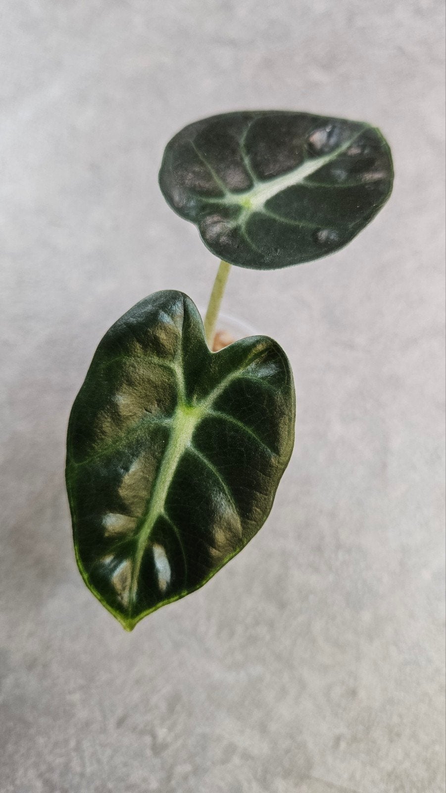 Alocasia Balloon Heart, Ophalen of Verzenden, Halfschaduw, Minder dan 100 cm