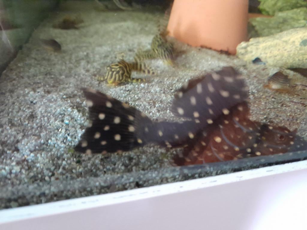 L-97 Cactus-Pleco Meerval 10cm (Arowana, Cichla), Dieren en Toebehoren, Vissen | Aquariumvissen, Vis