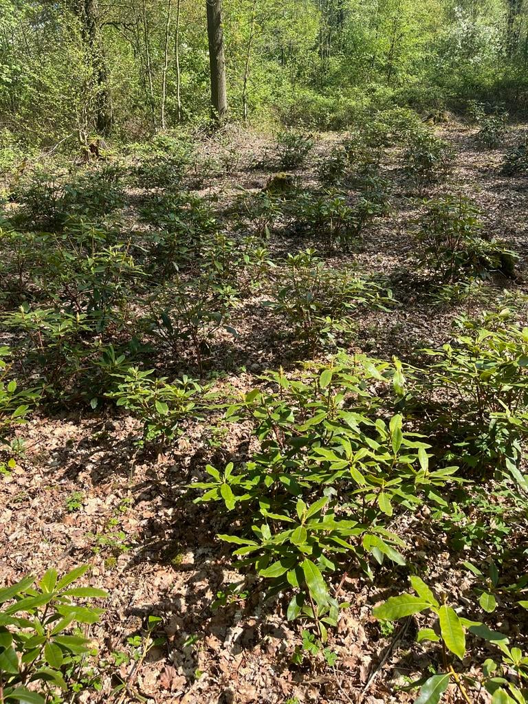 Rhododendron ponticum 'Roseum' - Wintergroene heester, Vaste plant, Halfschaduw, Lente, Ophalen