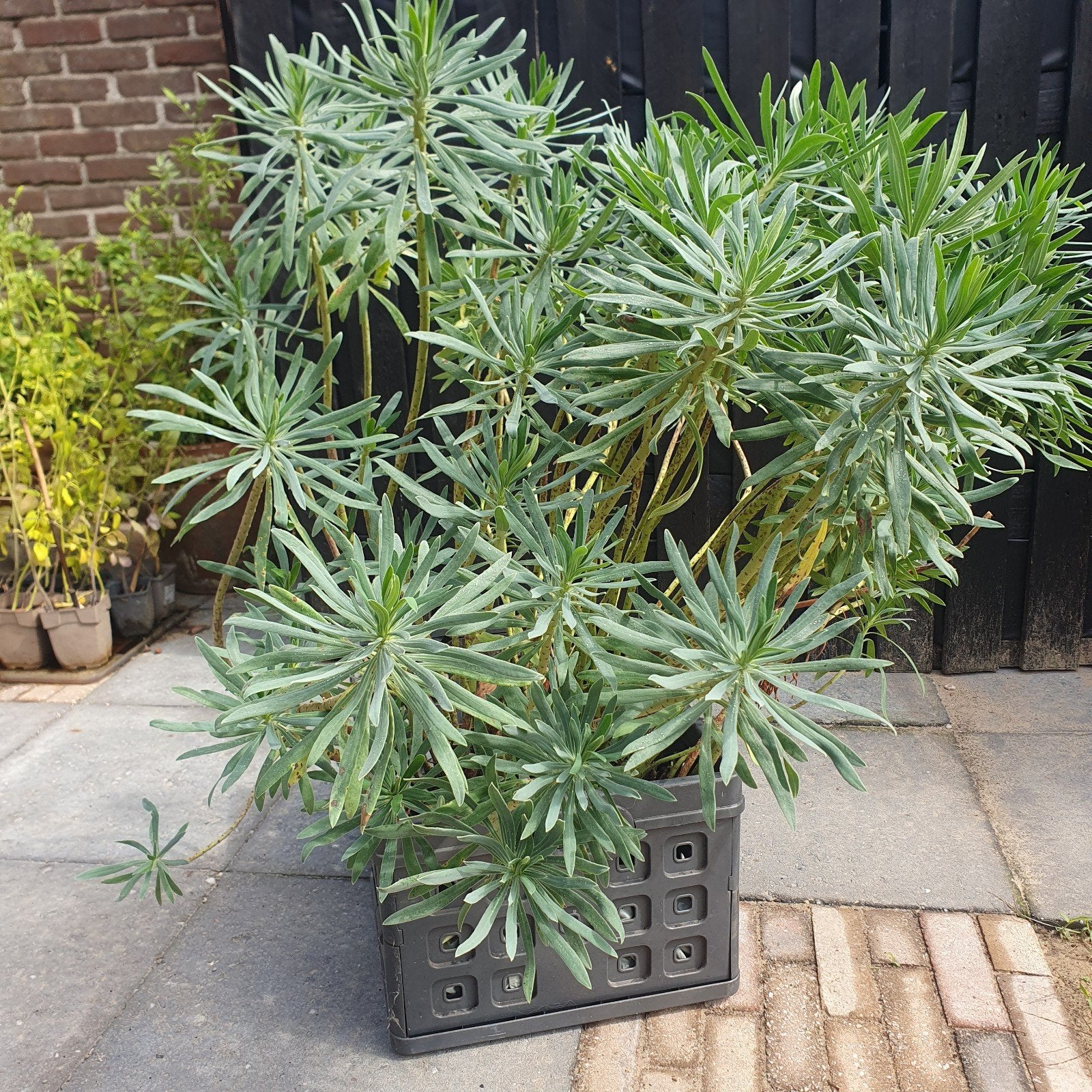 wolfsmelk, Tuin en Terras, Planten | Tuinplanten, Ophalen, Overige soorten, Volle zon