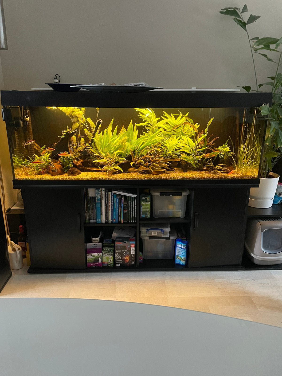 Compleet aquarium, Ophalen, Inclusief vissen, Overige merken, Gevuld zoetwateraquarium