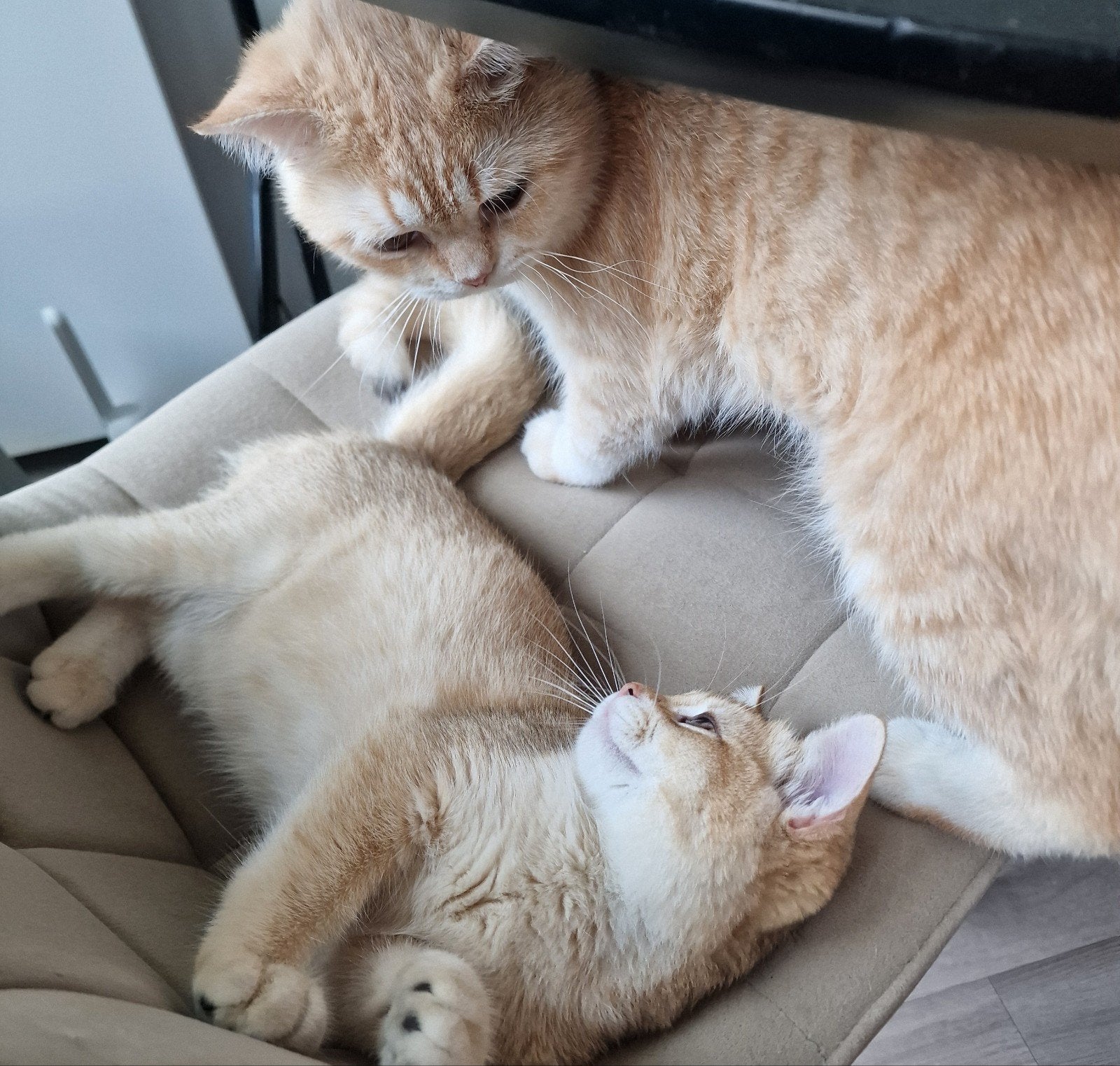 Prachtige Britse Korthaar katten | Black Golden | 🐈, Dieren en Toebehoren, Meerdere dieren, Gechipt, 0 tot 2 jaar