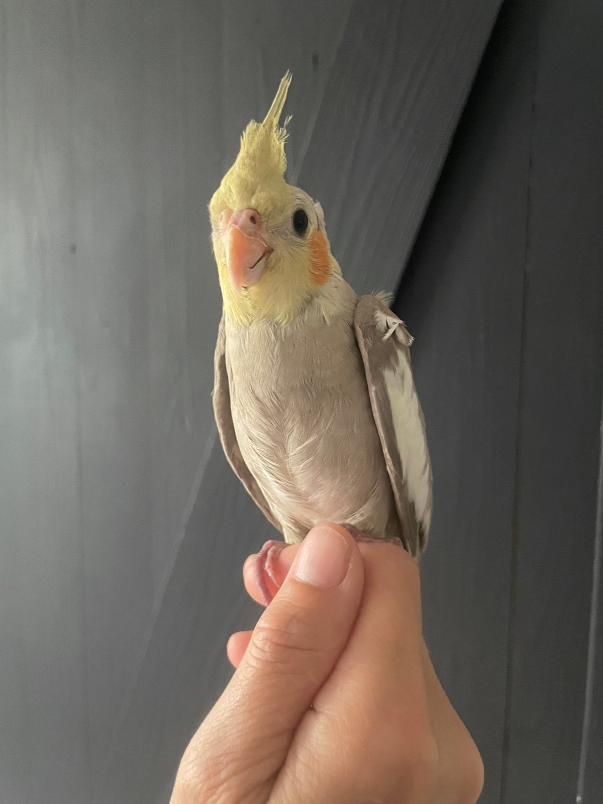 Tamme jonge valkparkiet cinnamon, Geslacht onbekend, Parkiet, Tam
