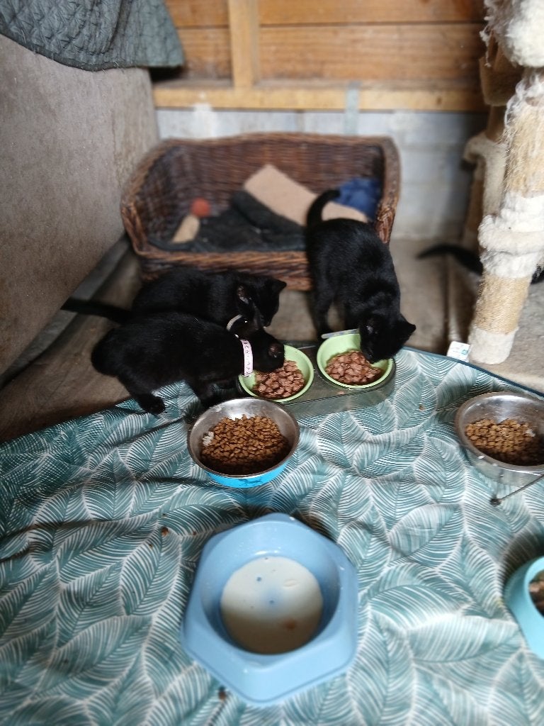 Prachtige zwarte kittens, Meerdere dieren, Ontwormd, 0 tot 2 jaar