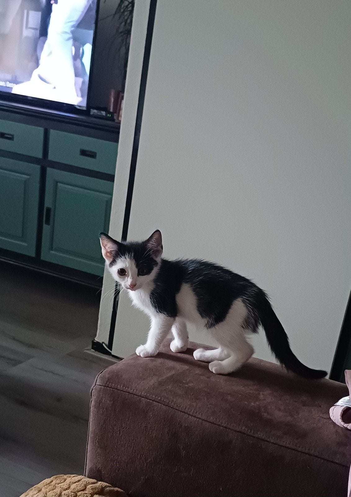 Kittens 9 weken (14-06-2026), Kater