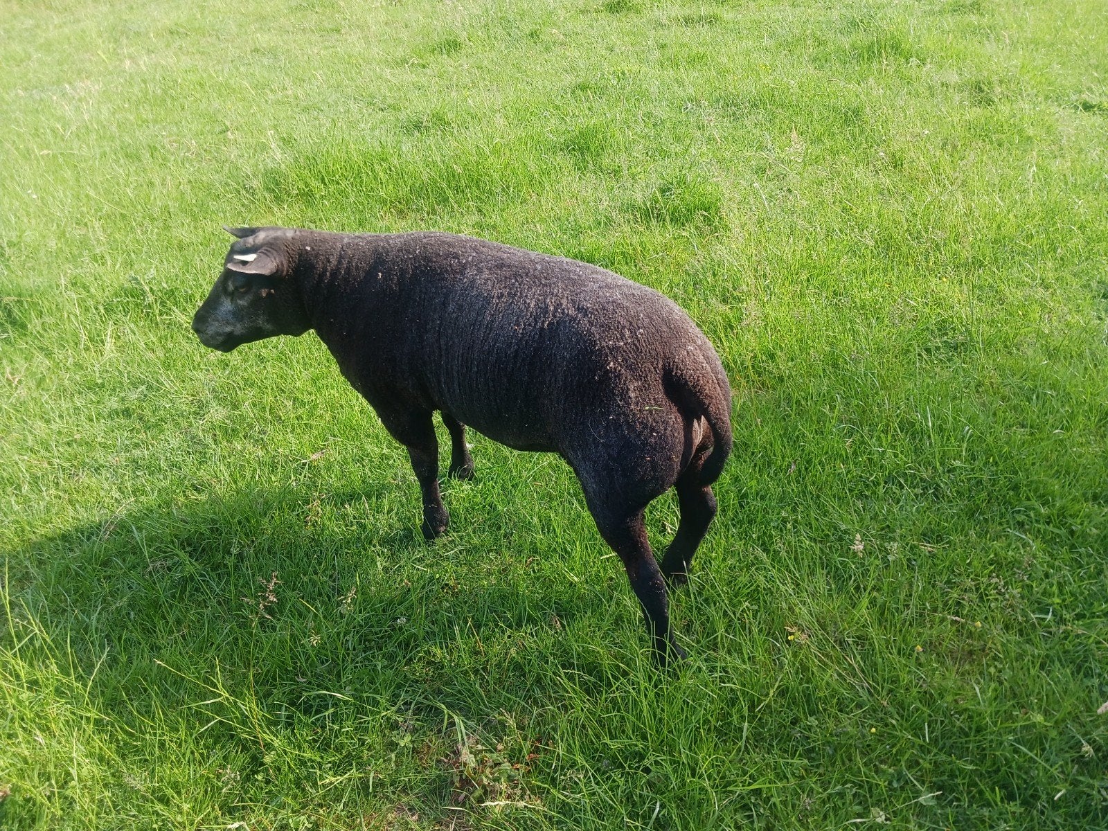 Blauwe texelaar ram, Mannelijk, Schaap, 0 tot 2 jaar