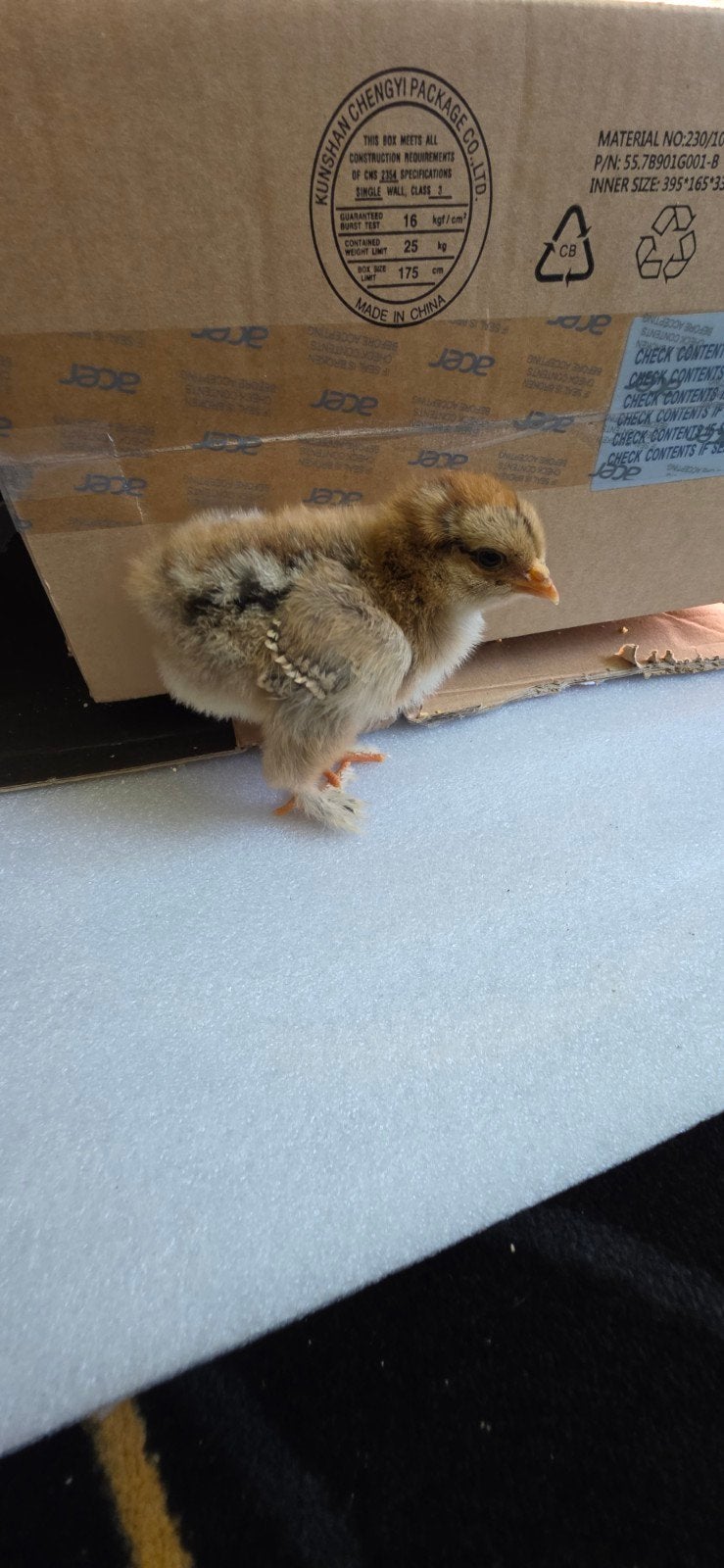Brahma kippen kuiken, Dieren en Toebehoren, Pluimvee, Vrouwelijk, Kip