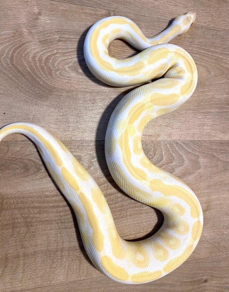 Python regius koningspythons volwassen kweekdieren Ball Python - female for sale from Corallus