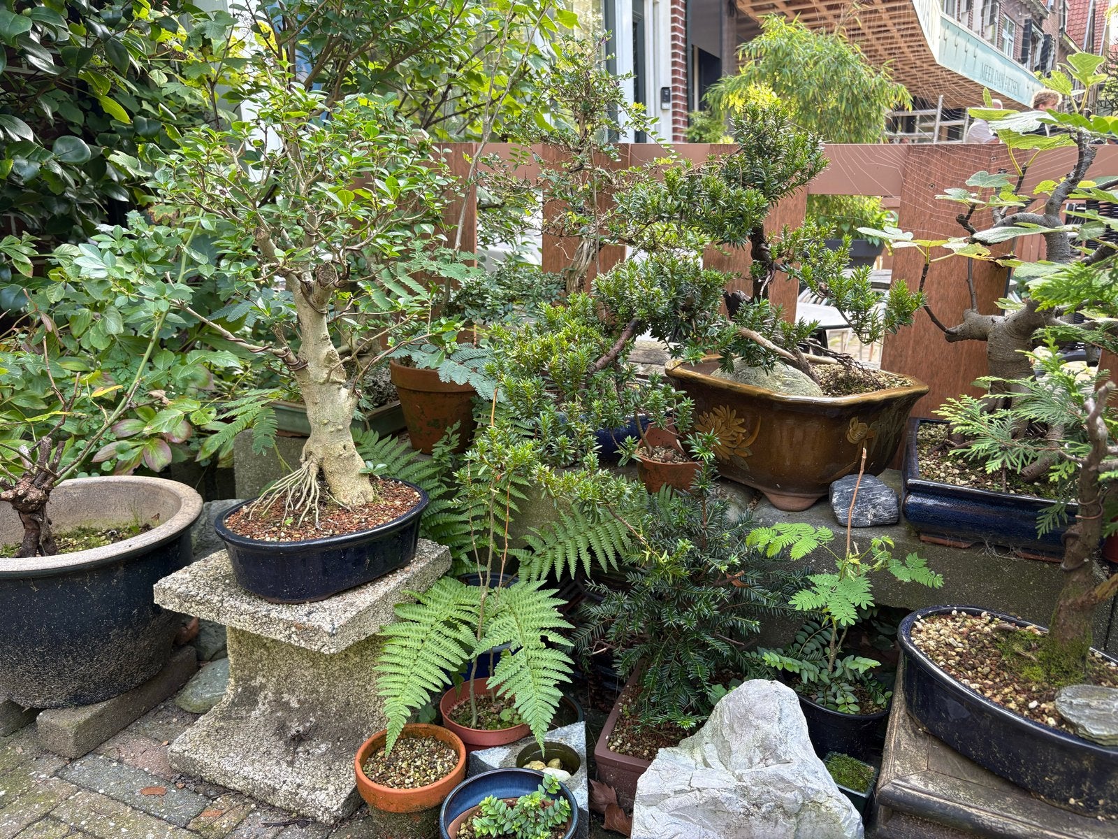 Collectie Bonsaibomen (30+ stuks) - Diverse Soorten, Volle zon, Vaste plant, Bloeit niet, Ophalen