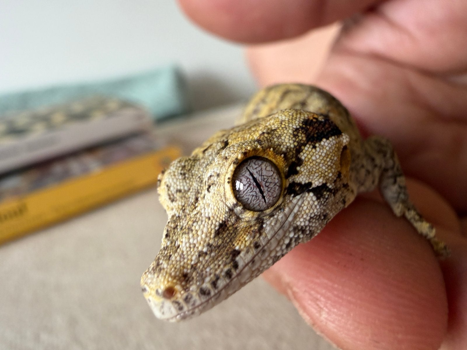 Gargoyle gekko