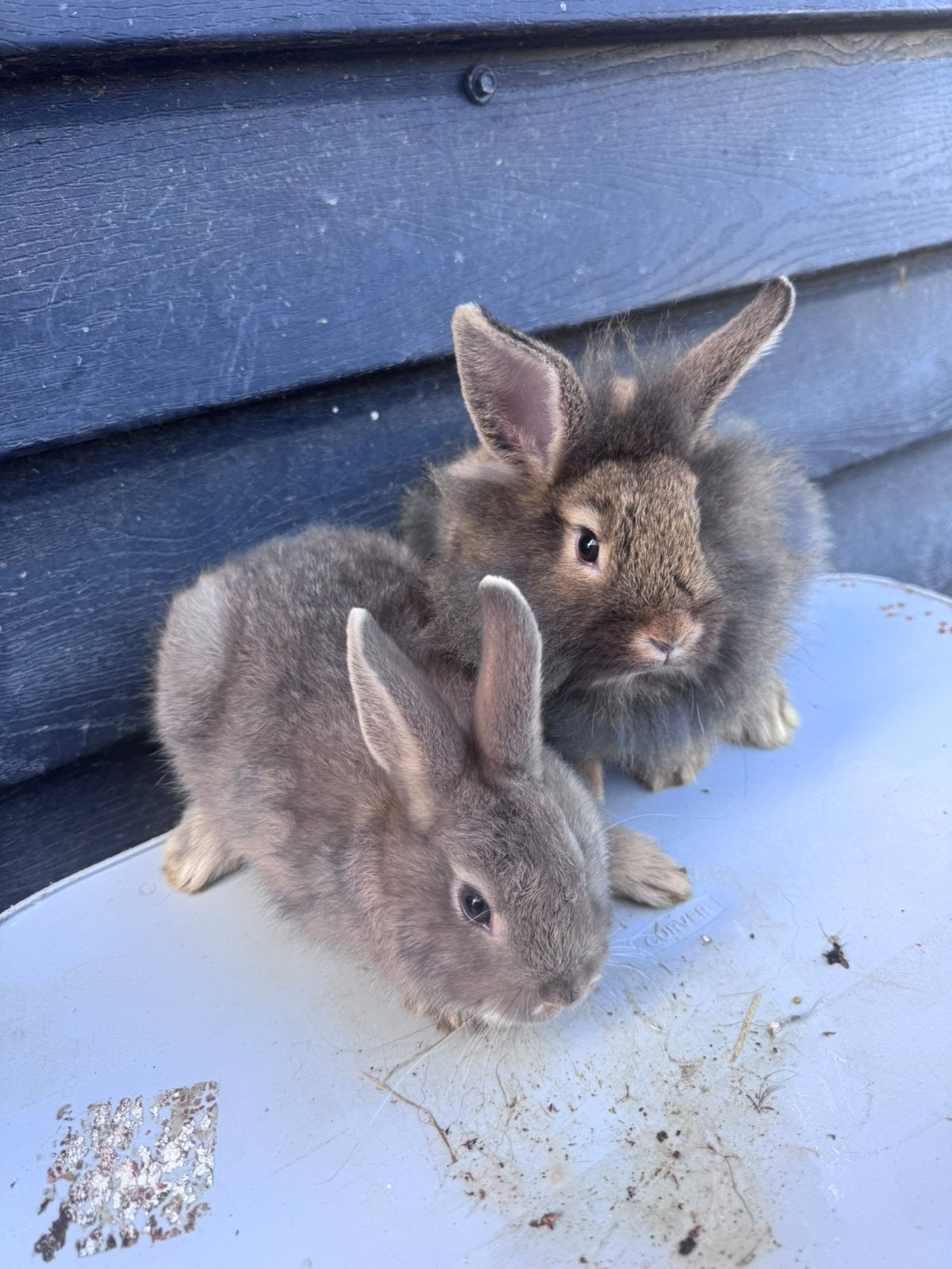 Lieve jonge dwerg konijntjes !, Dieren en Toebehoren, Mannelijk, Dwerg, 0 tot 2 jaar