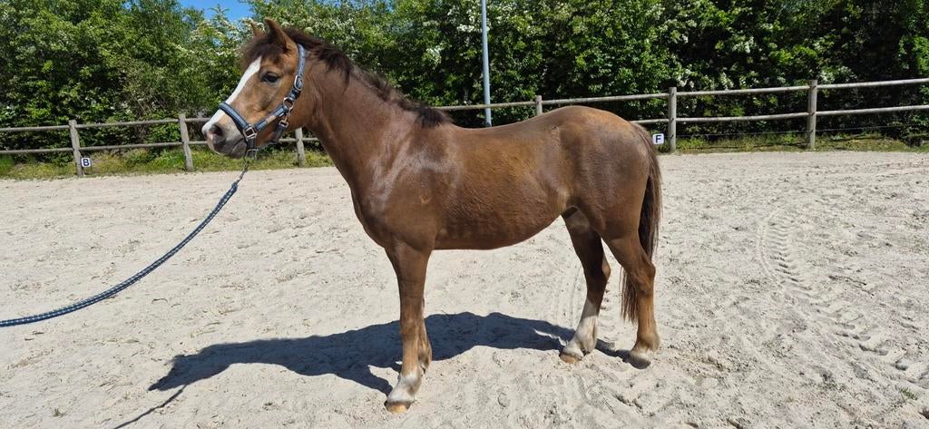 New Forest pony's C/D, Dieren en Toebehoren, Pony's, Meerdere dieren, Met stamboom, Gechipt, Ontwormd, Ingeënt