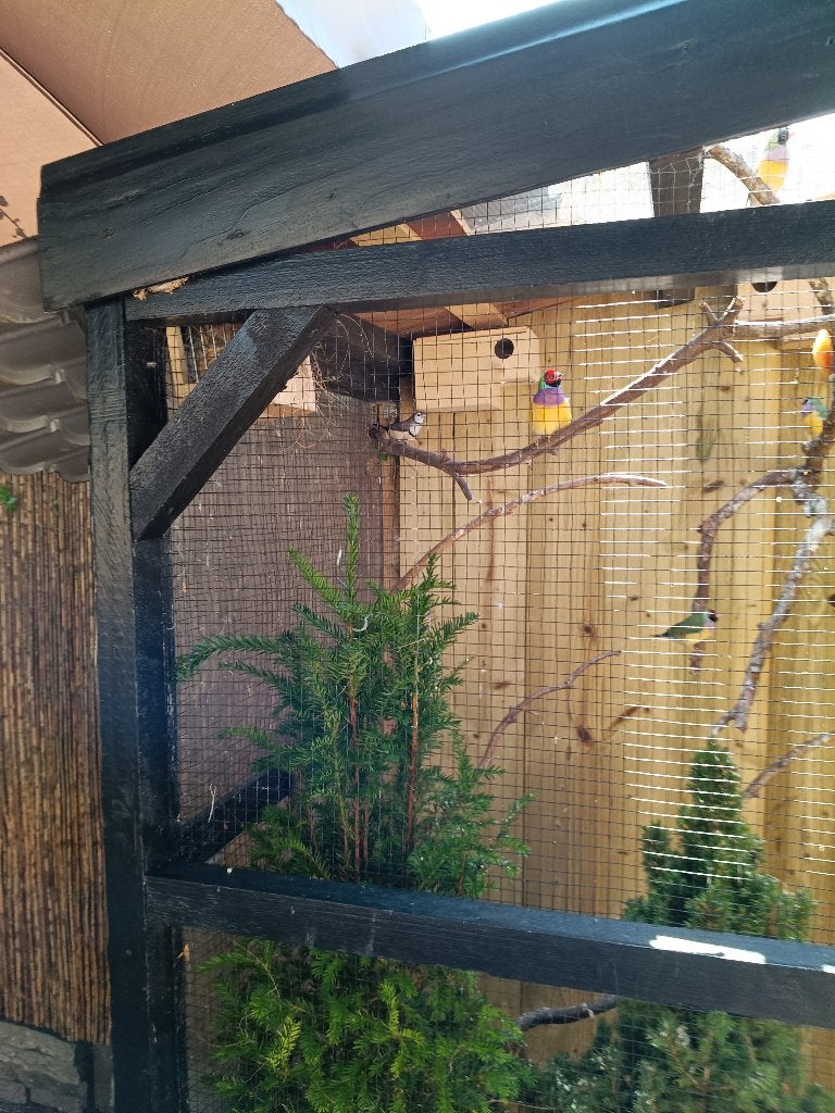 Ruilen biccheno pop voor man, Dieren en Toebehoren, Vogels | Overige Vogels, Vrouwelijk, Tropenvogel