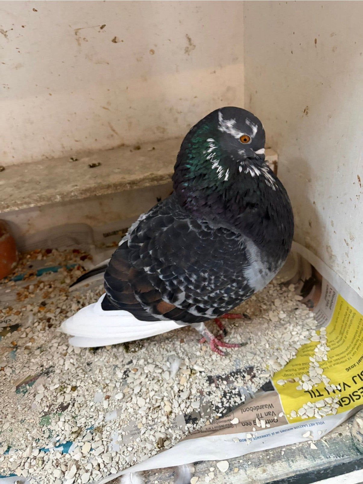 Kropper/Duif, Dieren en Toebehoren, Vogels | Duiven, Vrouwelijk, Kropper