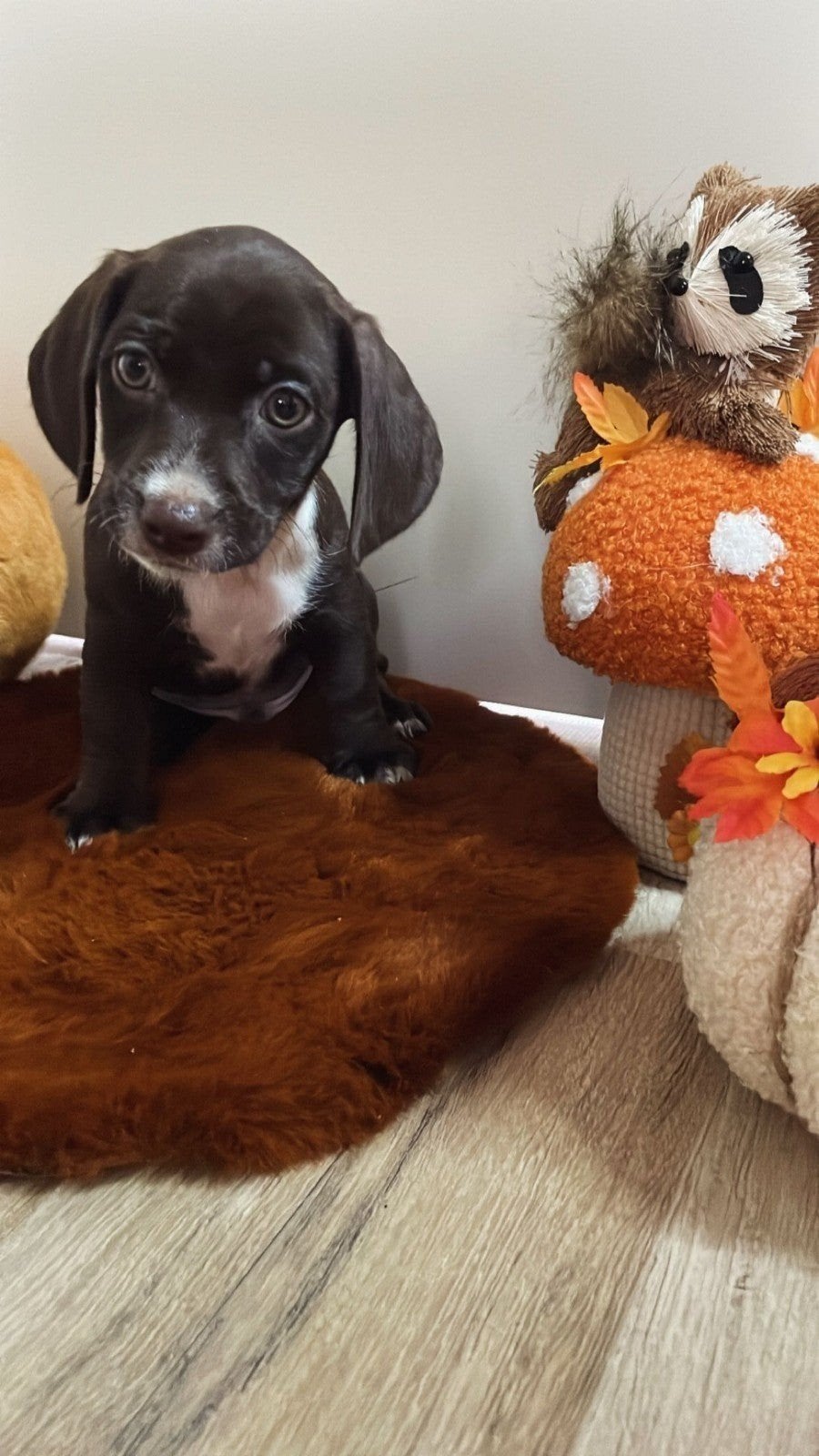 prachtige teckel pups, Standaard, 8 tot 15 weken, Korthaar, Meerdere