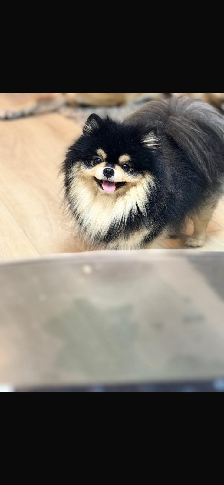 Raszuivere Pomeriaan met stamboom beschikbaar als dekreu, Dieren en Toebehoren, Keeshond, Reu, Eén hond, CDV (hondenziekte)