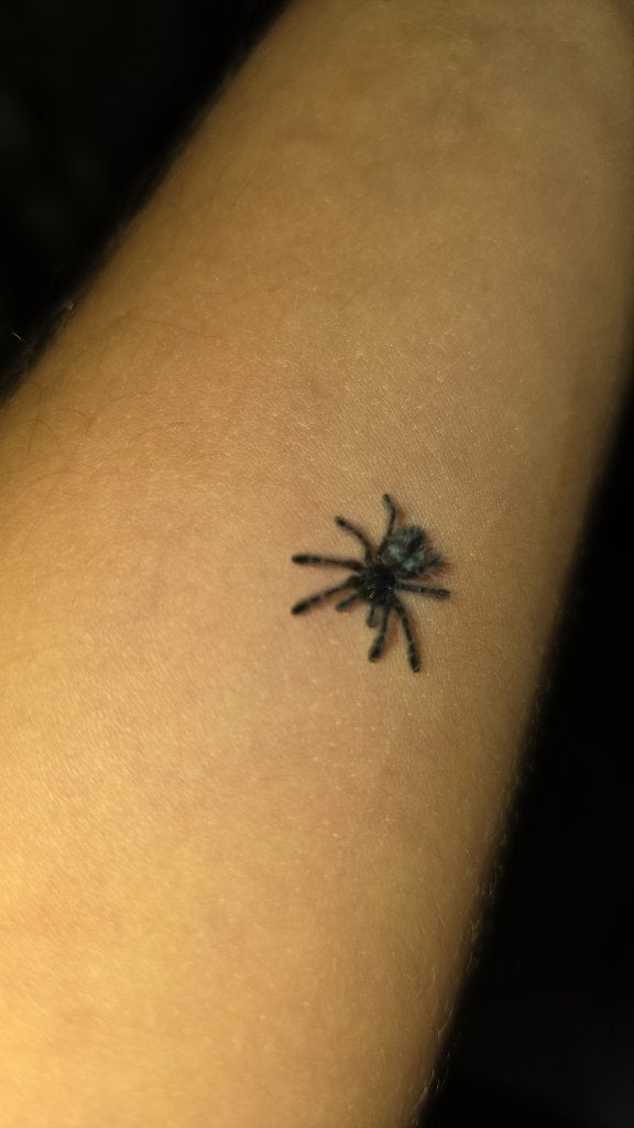 Caribena Versicolor Fh2, Spin of Schorpioen