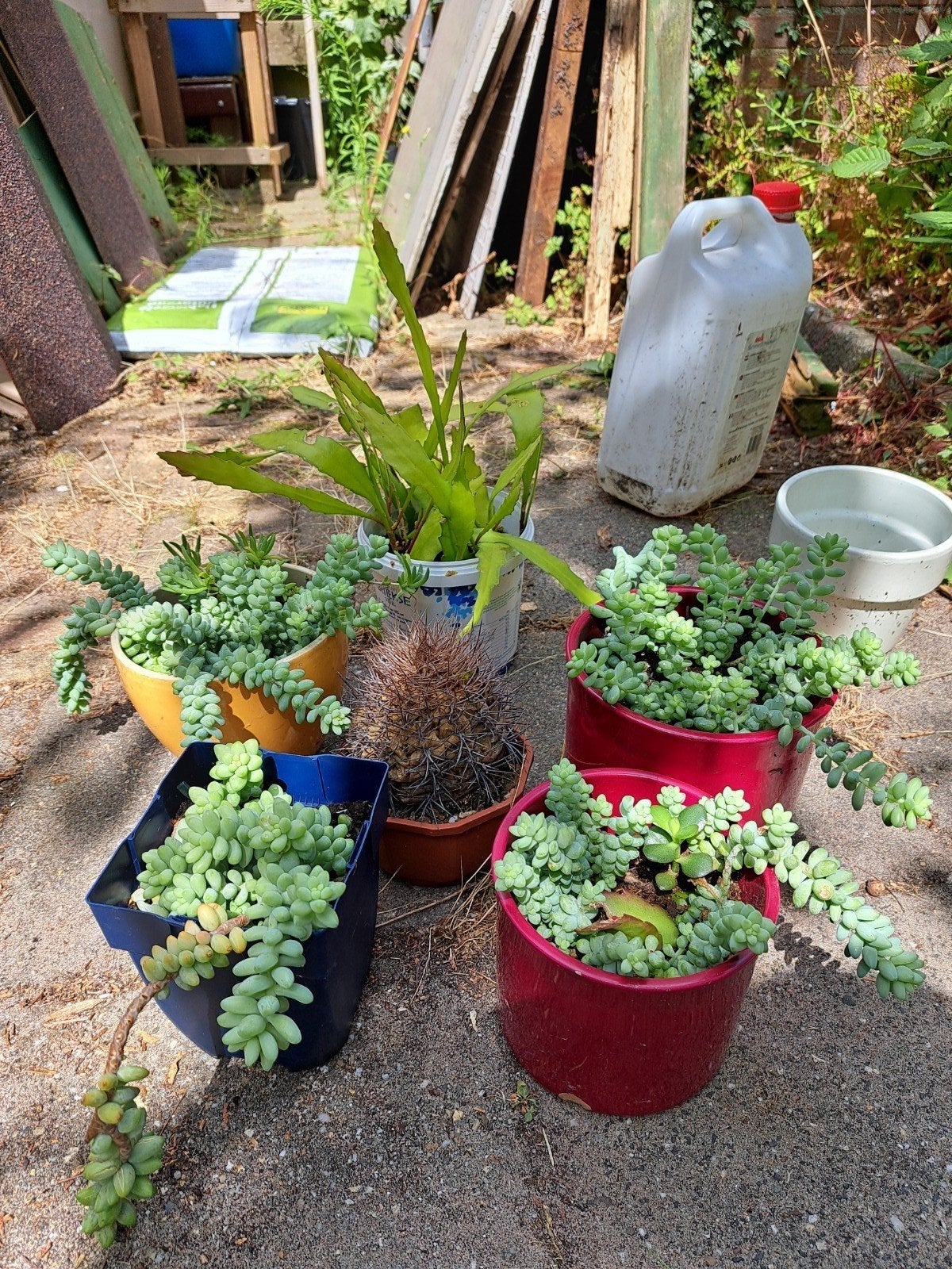 Diverse vetplanten en succulenten, 1 cactus gratis, Ophalen, Vetplant, Volle zon, Minder dan 100 cm