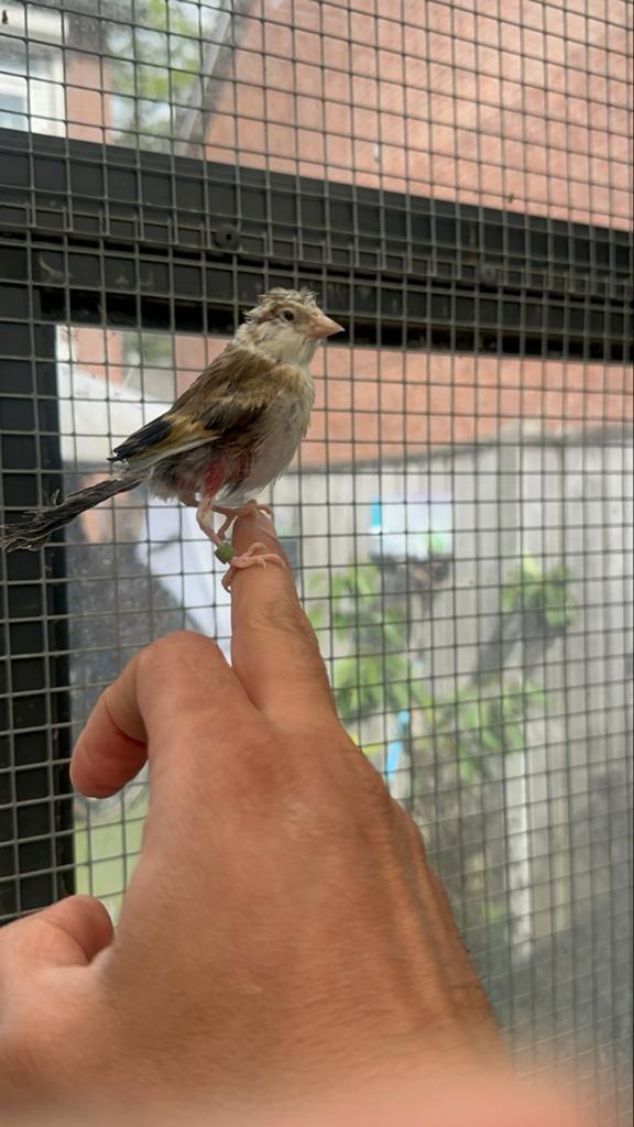 Jonge putter bastaard, Geslacht onbekend, Wildzangvogel, Geringd