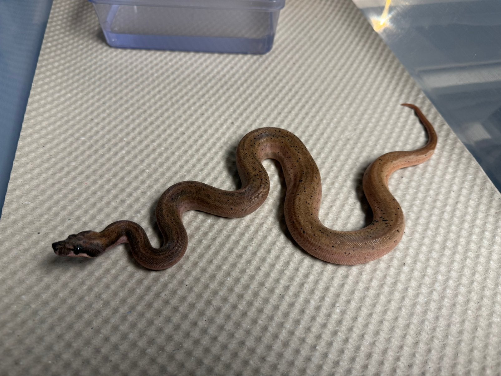 Boa constrictor.   Hypo eclipse. 0.1. Nk 2026.