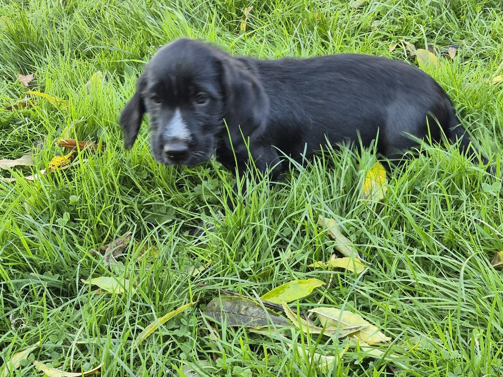 Puppy's Alpenlandische Dachsbrack X Duitse staande draadhaar, Standaard, CDV (hondenziekte), 8 tot 15 weken, Meerdere