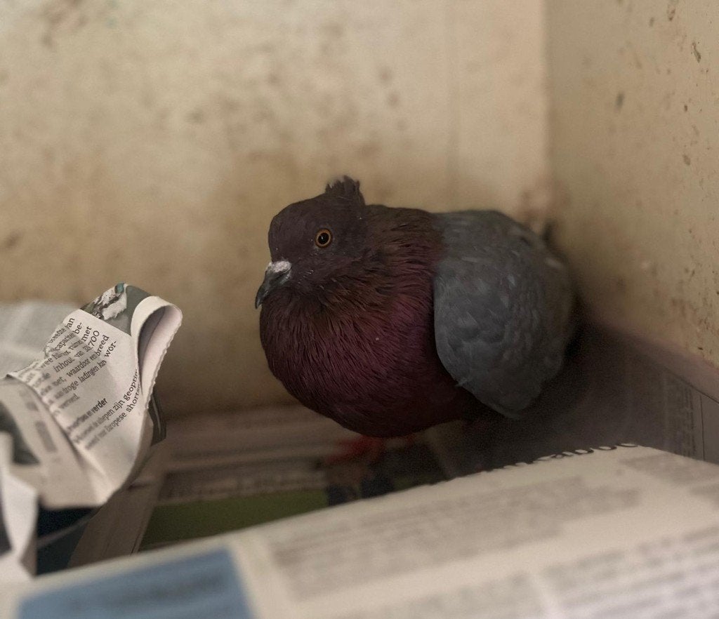 Vinkduiven te koop, Dieren en Toebehoren, Vogels | Duiven, Geslacht onbekend, Overige soorten