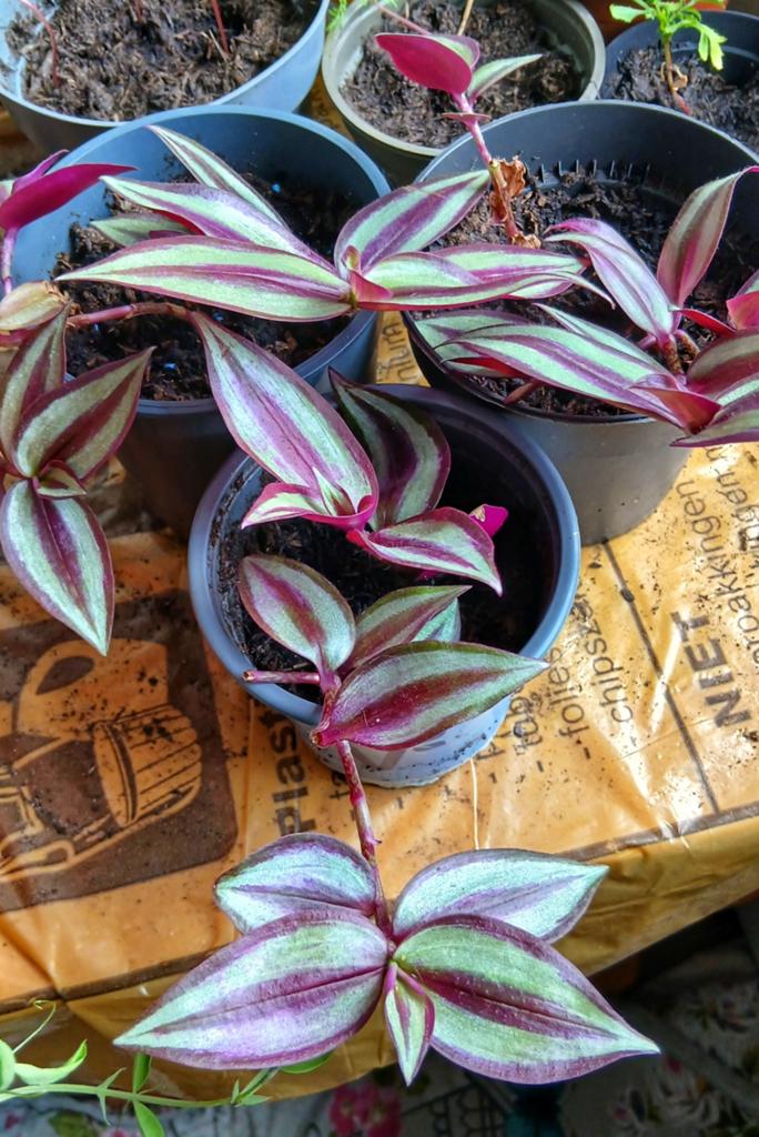 Tradescantia Zebrina - Levendige Hangplant, Huis en Inrichting, Kamerplanten, Ophalen