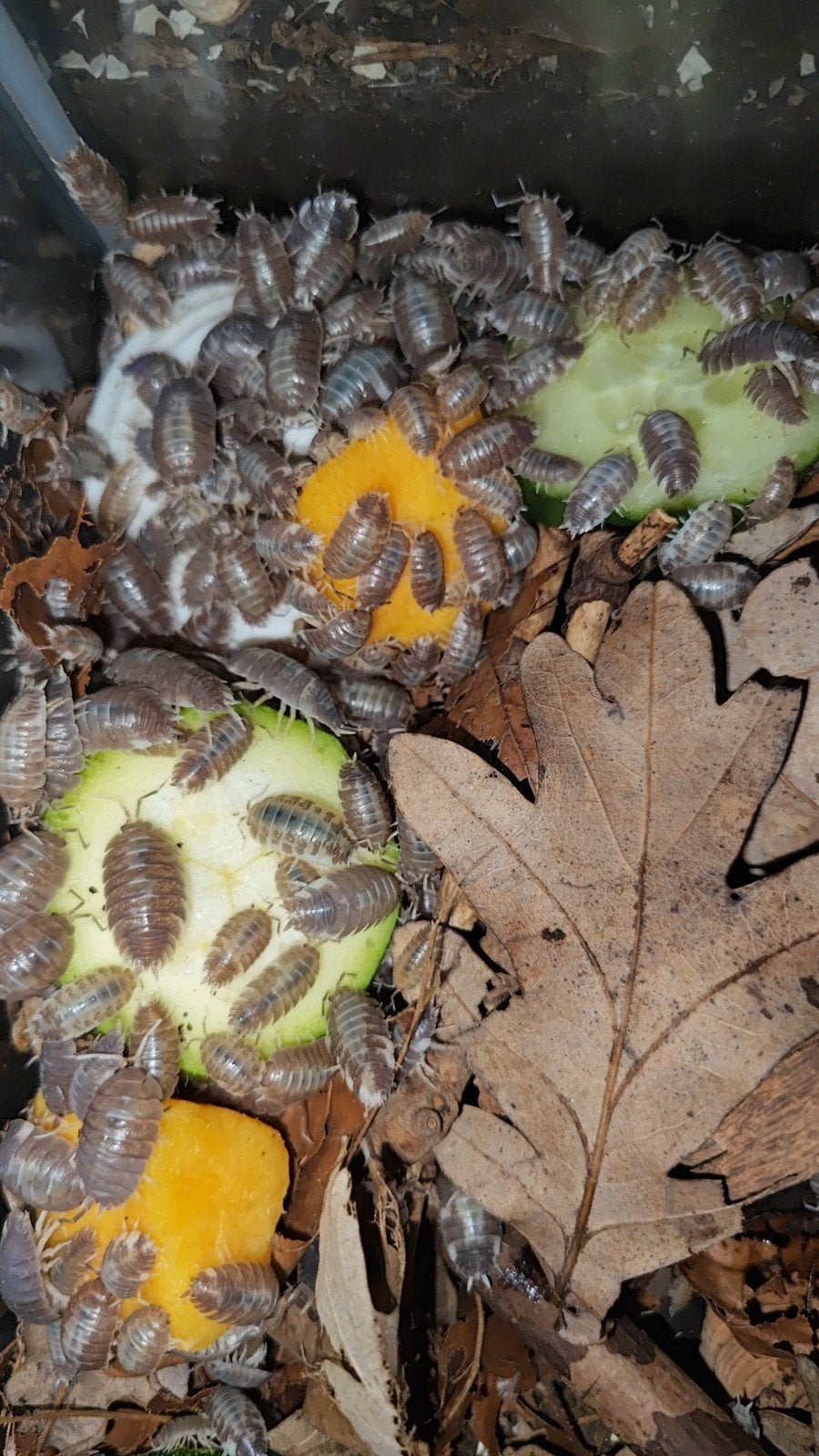 Diverse Porcellio sp (Isopods), Dieren en Toebehoren, Overige soorten