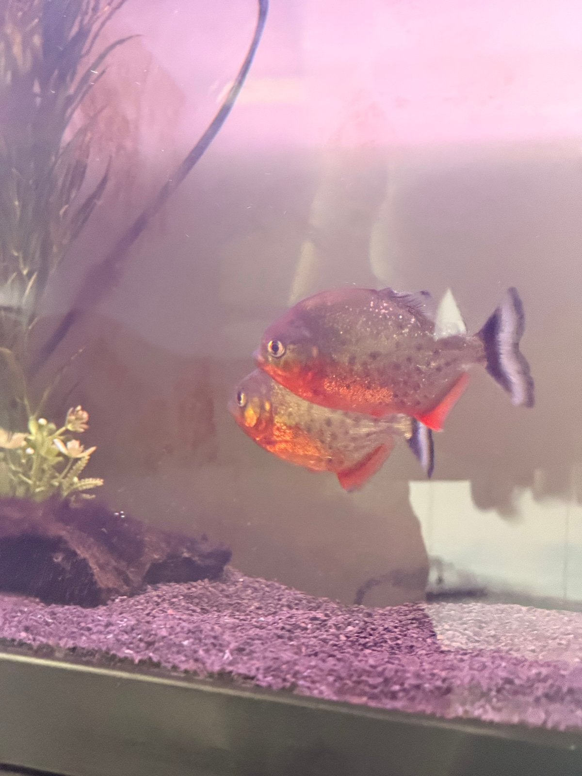 Piranha’s 4 stuks, Vis