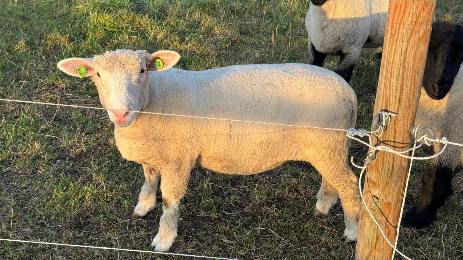 Poll Dorset ooilammeren, zeer goed ontwikkeld., Dieren en Toebehoren, Vrouwelijk, Schaap, 0 tot 2 jaar