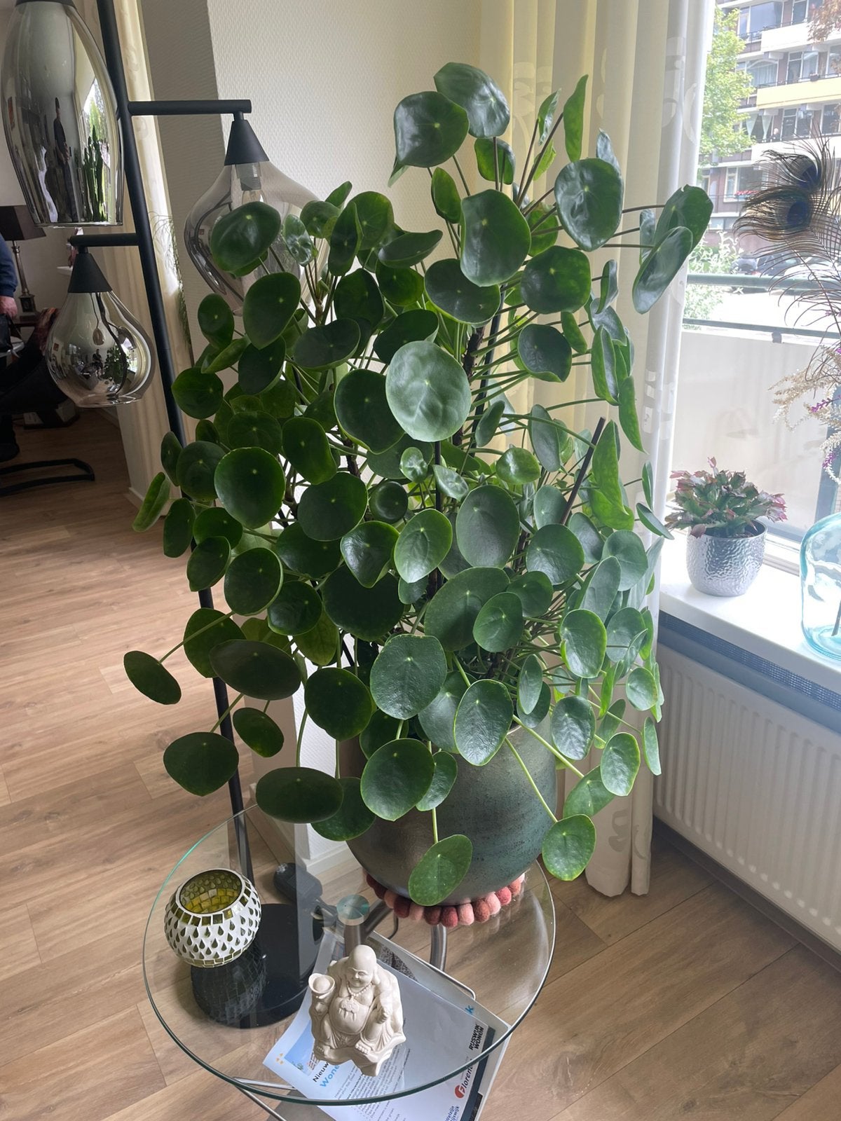Pannenkoekenplantjes - Pilea Peperomioides, Ophalen, Zo goed als nieuw