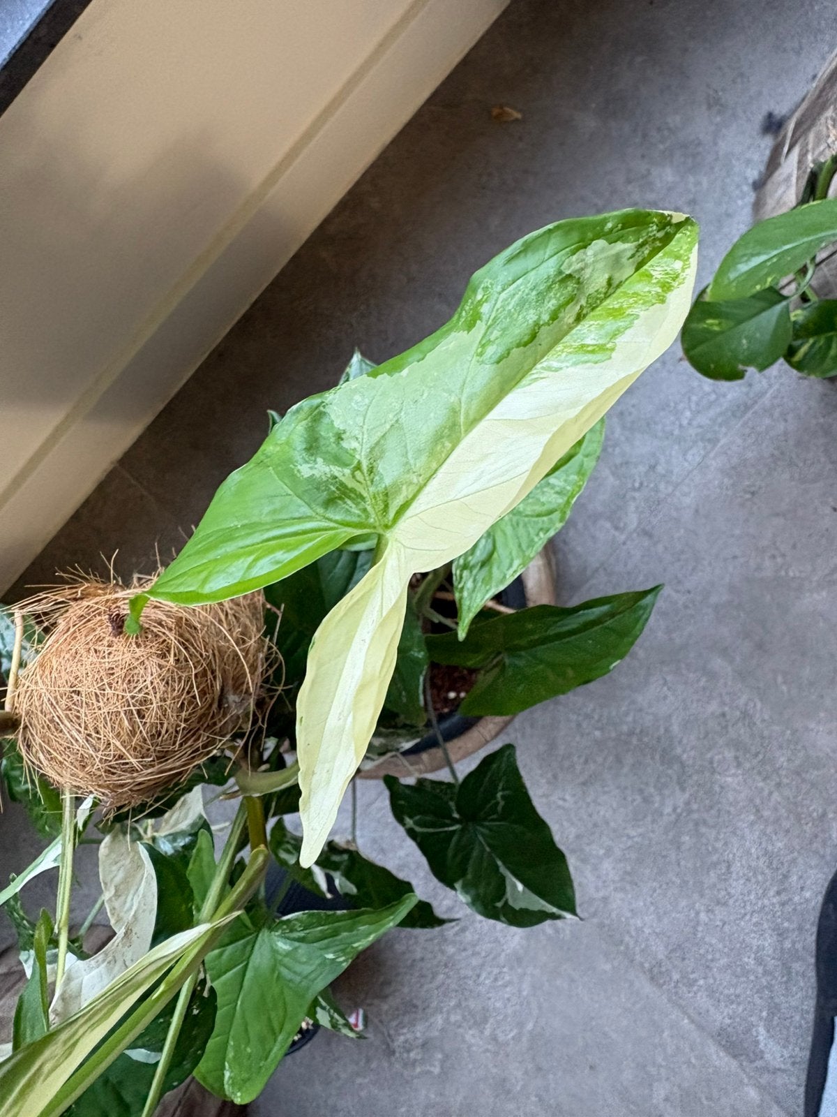 Syngonium Variagata Stekken, Ophalen