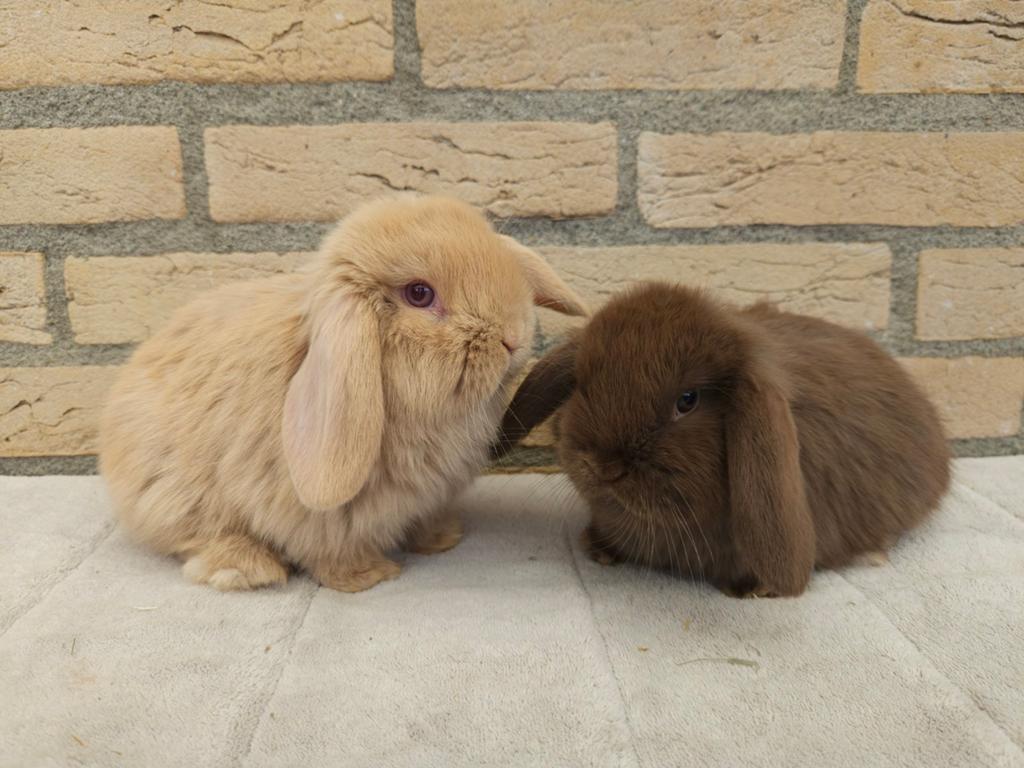 Jonge Minilop koppeltje, Dieren en Toebehoren, Konijnen, Meerdere dieren, Dwerg