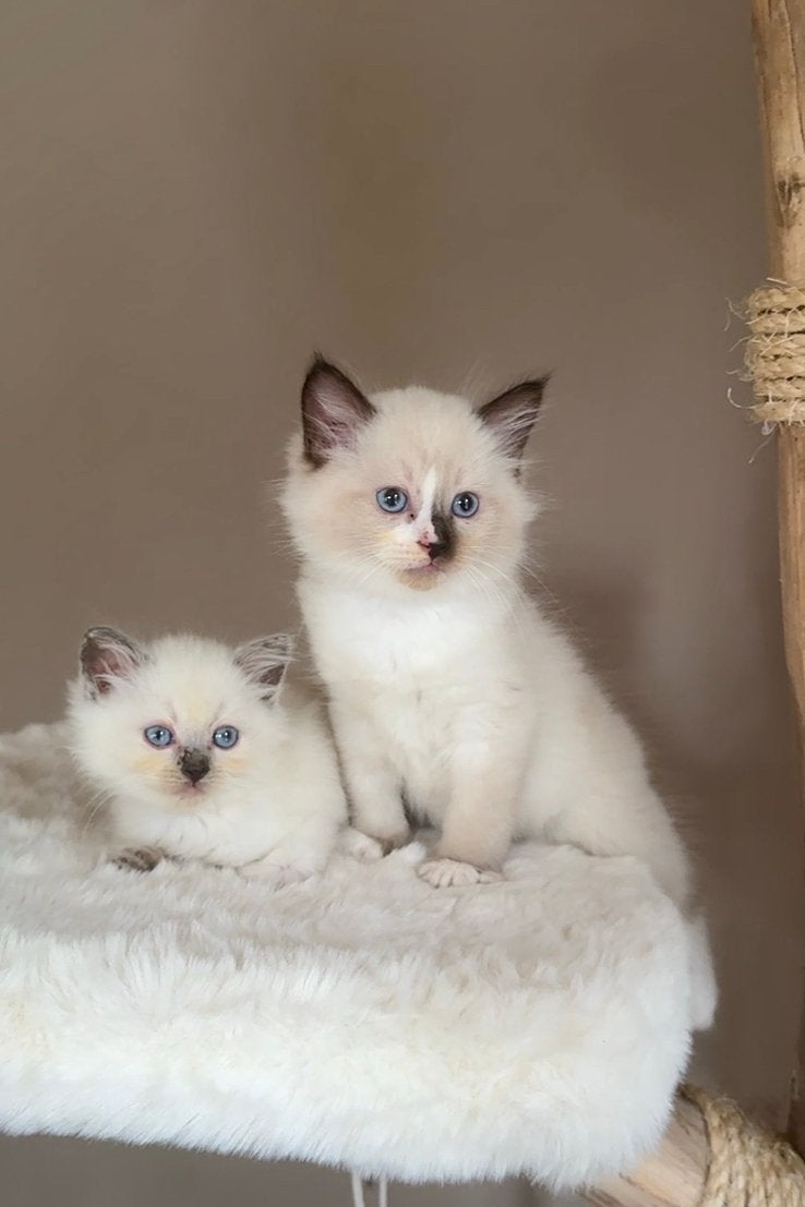 Lieve raszuivere ragdoll kittens, Meerdere dieren, Ontwormd