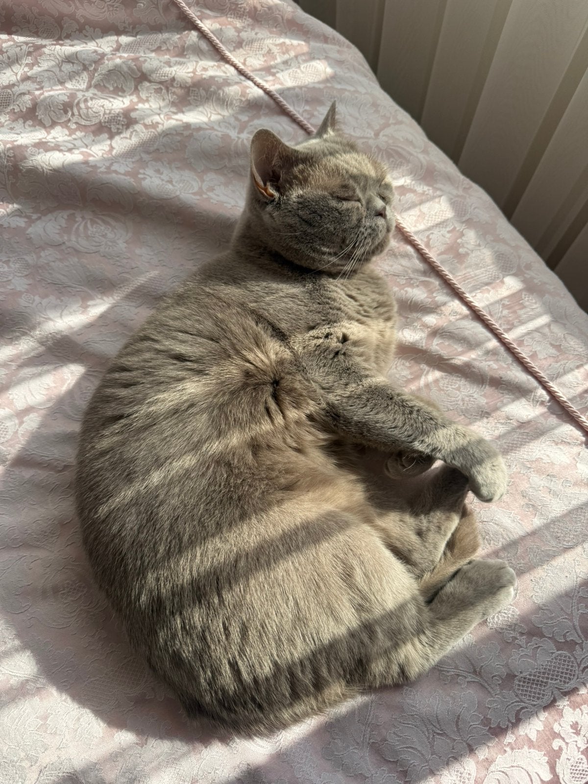 Lieve Britse Korthaar poes zoekt een gouden mandje, Dieren en Toebehoren, Katten en Kittens | Raskatten | Korthaar, Poes