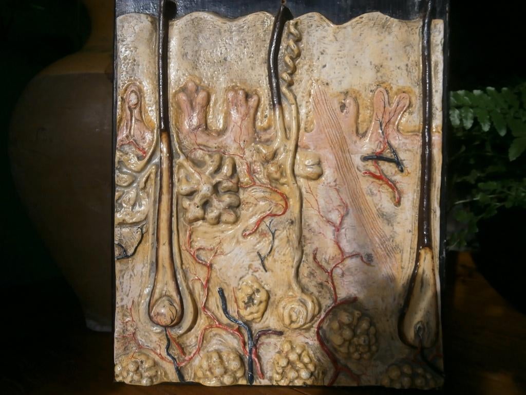 Anatomisch model , huid mens, Ophalen of Verzenden