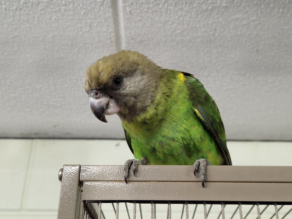 Tamme Bruinkop Papegaaitjes | Jonge vogels | Koppeltje, Dieren en Toebehoren, Meerdere dieren, Papegaai, Tam