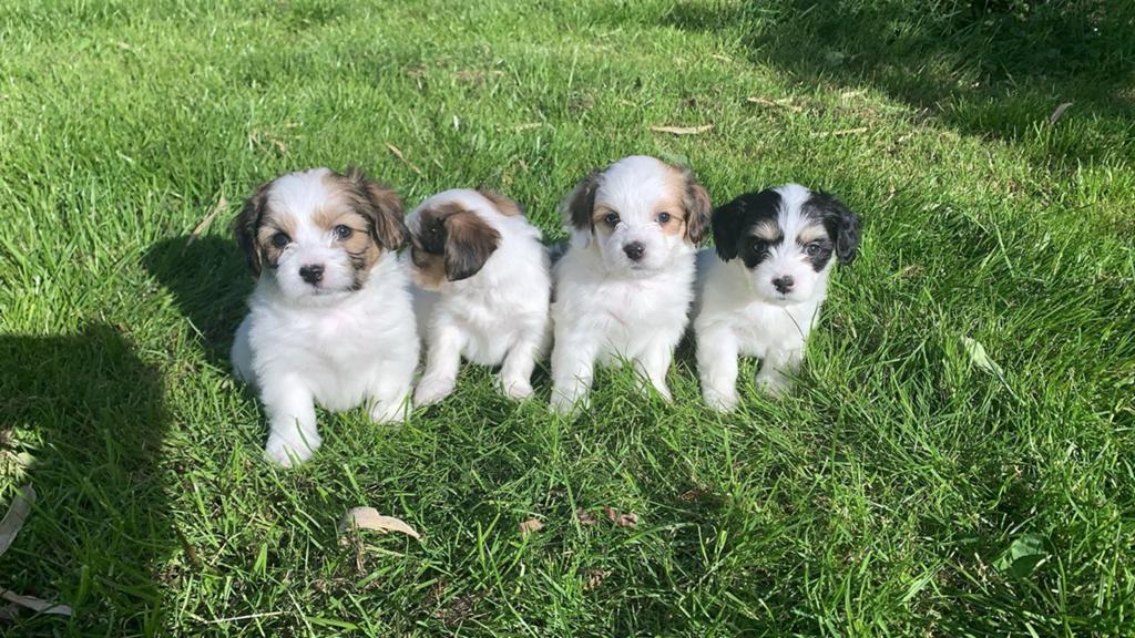 Ontzettend leuke boomer malteser pups, Dieren en Toebehoren, Parvo, Maltezer, 8 tot 15 weken, Meerdere