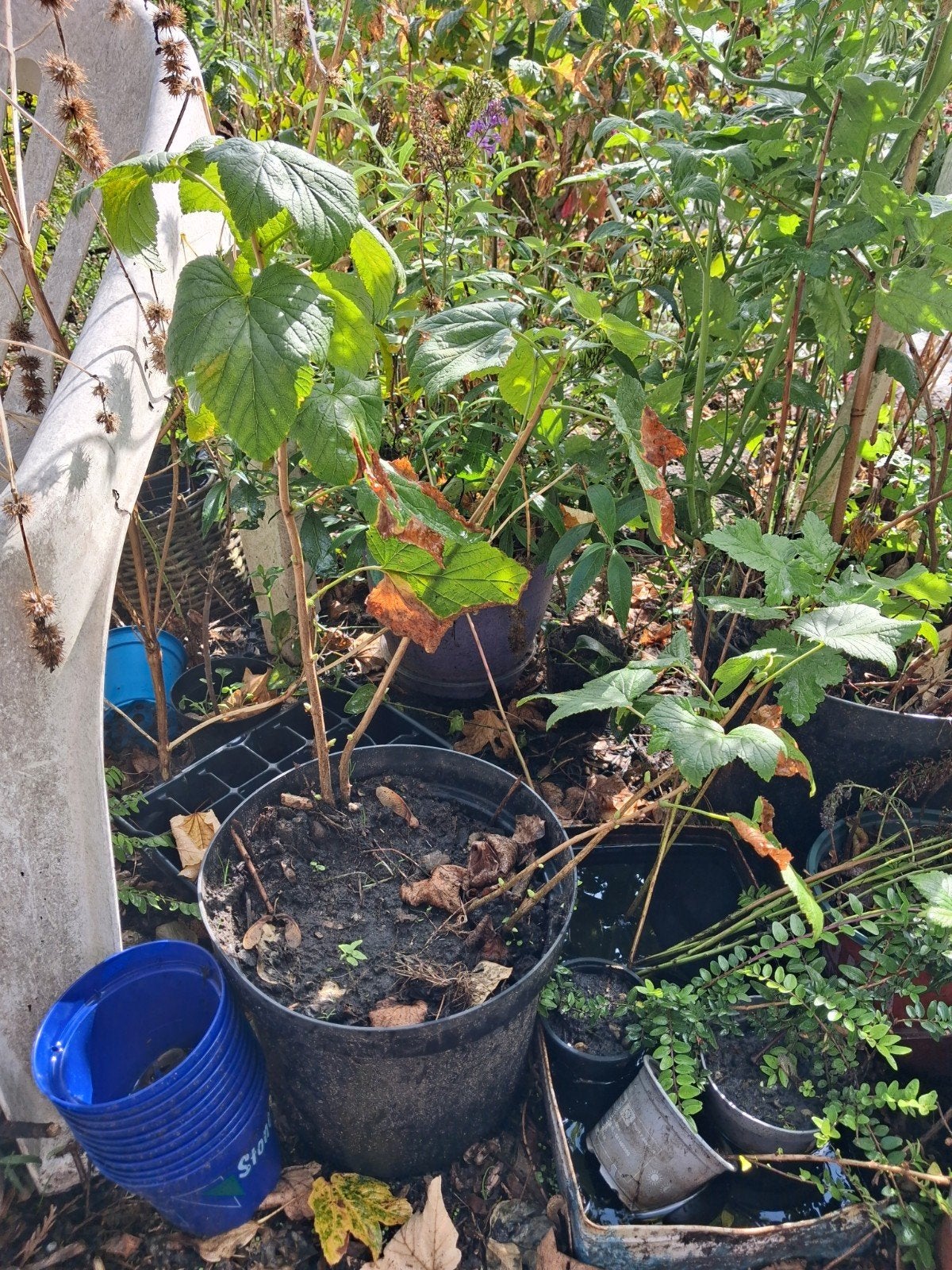 Zwarte ribes - Diverse maten en soorten, Tuin en Terras, Ophalen, Minder dan 100 cm, Lente, Overige soorten