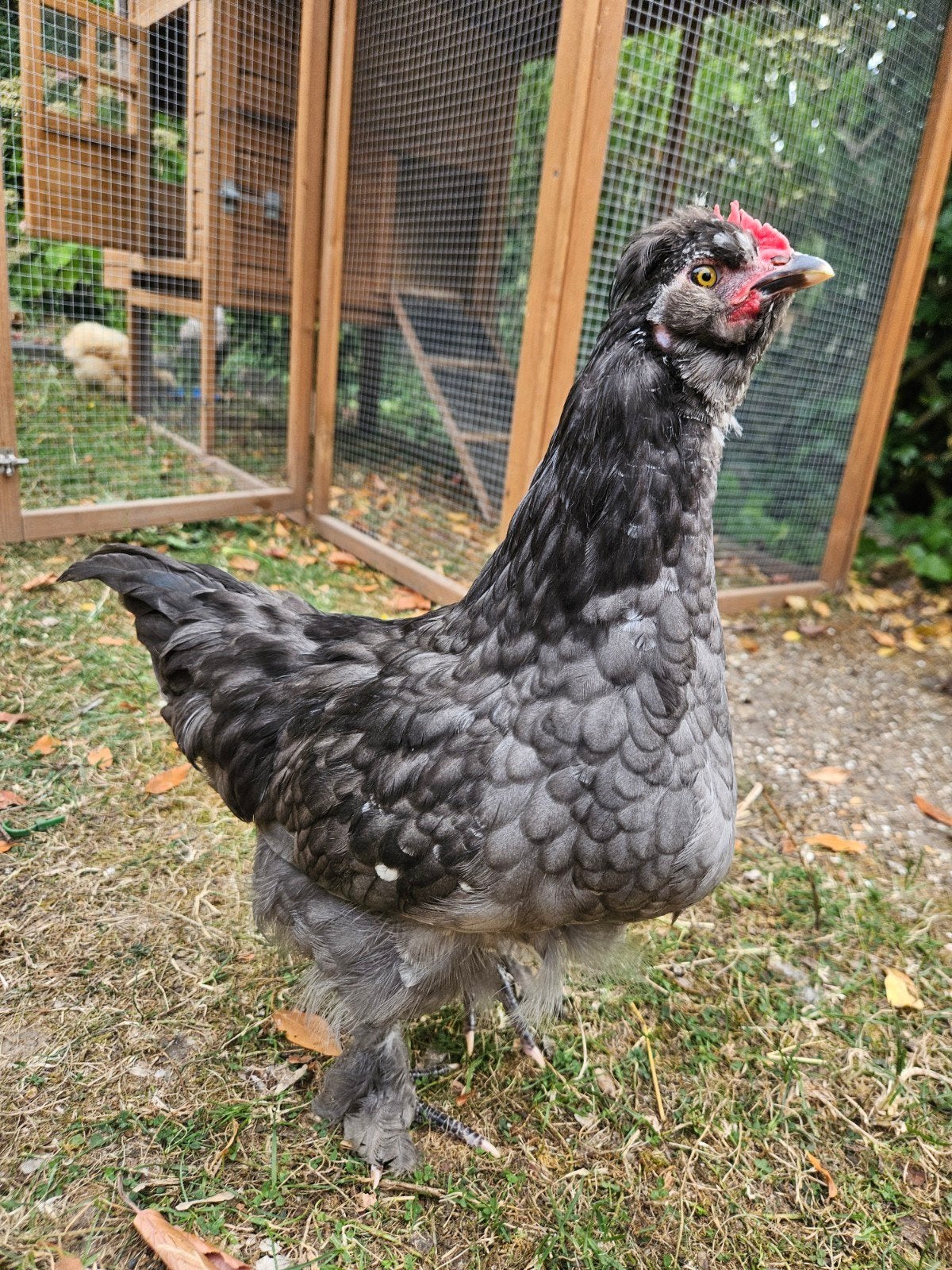 Haantjes zoeken baantje, Dieren en Toebehoren, Pluimvee, Mannelijk, Kip
